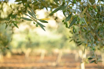 Küchenrückwand glas motiv Olivenbaum Olivenbaumgarten, mediterranes Olivenfeld zur Ernte bereit.