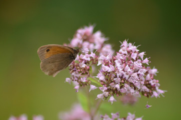 Hemp agrimony with meadow brown butterfly