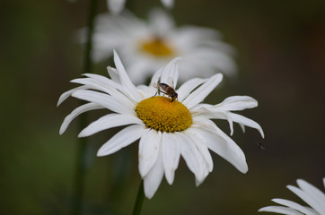 Obraz premium White flower of ox-eye daisy