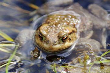 Лягушка царевна