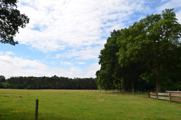 Trees and meadow in rural area in Flanders