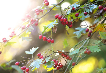 the berries of the hawthorn