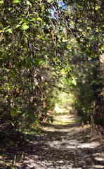 Fototapeta premium ath in the woods