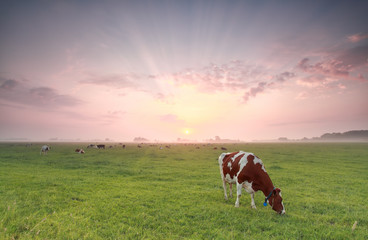 L& 39 herbe au pâturage des vaches au lever du soleil d& 39 été