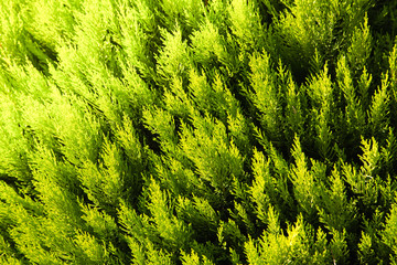 Bush of jiniper in autumn season. Turkey in november. Selective