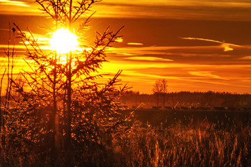 Паслись коровы на лугу в лучах осеннего заката