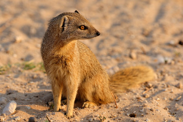 Yellow mongoose sitting