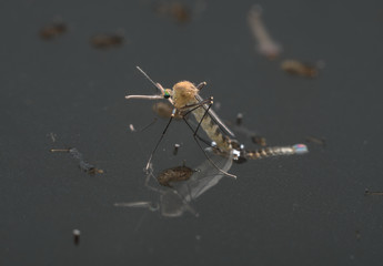 Common house mosquito (Culex pipiens)
