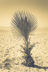 Fototapeta na wymiar Palm tree on the beach in Alanya Turkey. Toned