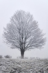 Одинокий зимний клён