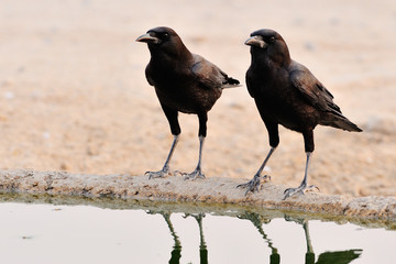 Cape crows drinking