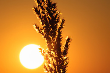 Одинокий ковыль