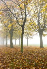 autumn misty landscape in yorkshire
