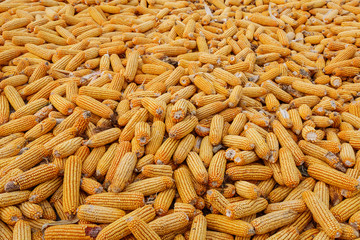 Many of the corn grain harvest in autumn
