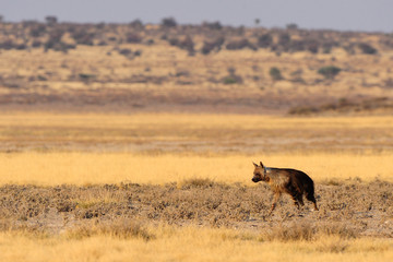 Brown hyaena walking across the plain