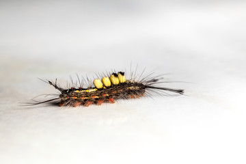 Fototapeta premium caterpillar on my table