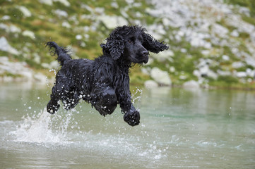 Cocker Spaniel running across water