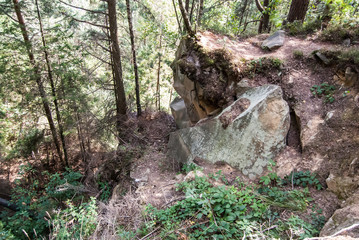 Mossy trees in mountain forest
