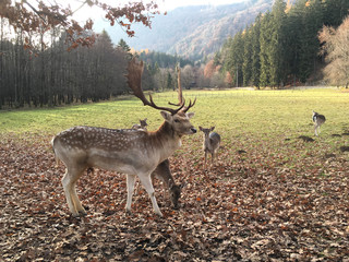 Rotwild © Mathias Karner