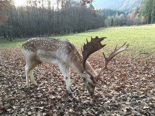 Rotwild © Mathias Karner