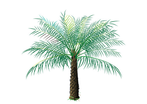 palm oil tree on white background,vector illustration