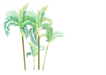 palm oil tree on white background,vector illustration