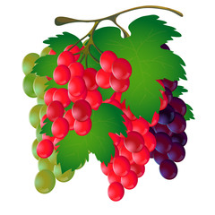 Bunch of grapes with a leaf on a white background