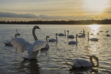Schwäne im Abendlicht