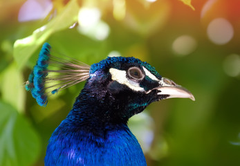 peacock