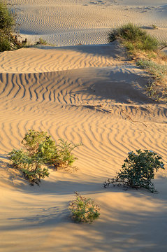 Sandy Landscape vertical