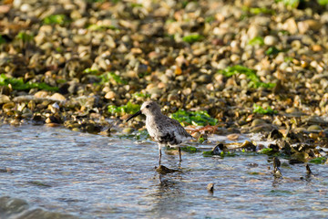 Kentish plover bird