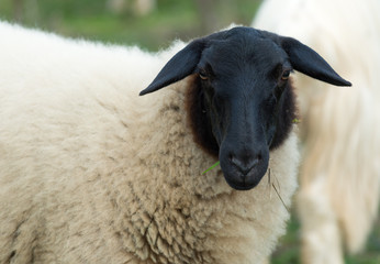 rhoen sheep closeup