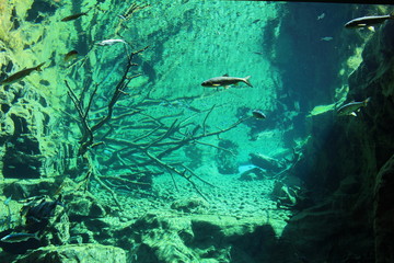 Fototapeta na wymiar Fish in big natural aquarium in Alpine Zoo (Alpenzoo) in Innsbruck, Austria. (common minnow, ray-finned fish, european chub, vimba bream, common bleak, common rudd, common roach)
