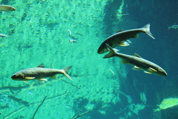 Fish in big natural aquarium in Alpine Zoo (Alpenzoo) in Innsbruck, Austria. (common minnow,...