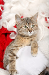 chaton a noel