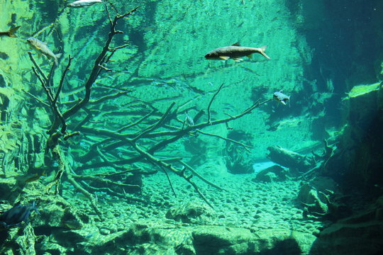 Fish in big natural aquarium in Alpine Zoo (Alpenzoo) in Innsbruck, Austria. (common minnow, ray-finned fish, european chub, vimba bream, common bleak, common rudd, common roach)