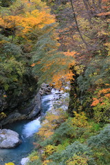 黒部峡谷の紅葉