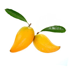 Yellow fruit on white background, Fresh Pouteria campechiana tro