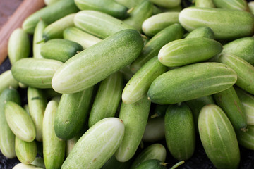 Cucumber organic