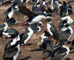 Fototapeta premium Imperial Cormorant (Phalacrocorax atriceps albiventer) flying above a large colony on Bleaker Island on the Falkland Islands