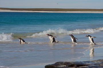 Fototapeta premium Gentoo Penguins (Pygoscelis papua) heading out to sea from a large sandy beach on Bleaker Island in the Falkland Islands.