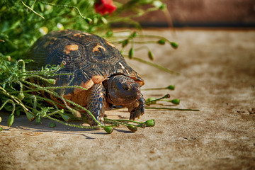turtle Mediterranean Greece