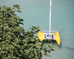 Tree with Background Catamaran