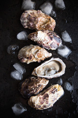 Oysters on black background - 96159847