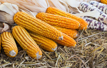 Corn maize cobs after harvesting season.