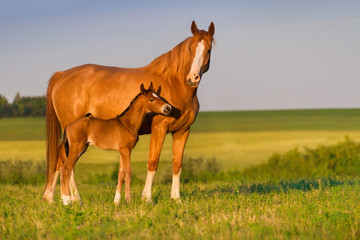 Mare with colt in beautiful field  - obrazy, fototapety, plakaty
