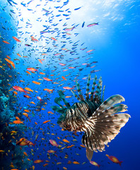 Photo of coral colony with Lionfish and group of divers.