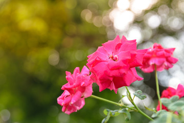 Red roses in the garden.