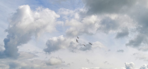 Geese flying in a cloudy sky in spring