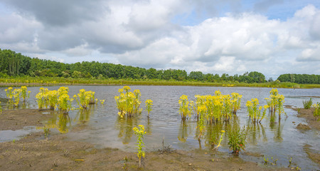 The shore of a lake under a cloudy sky in spring